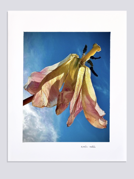 Death of a Bloom Matted Prints