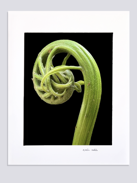 Ferns Series Matted Prints