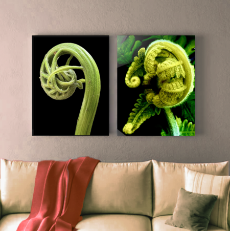 Ferns Series Canvas Prints