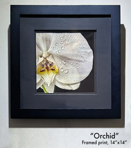 "Orchid"