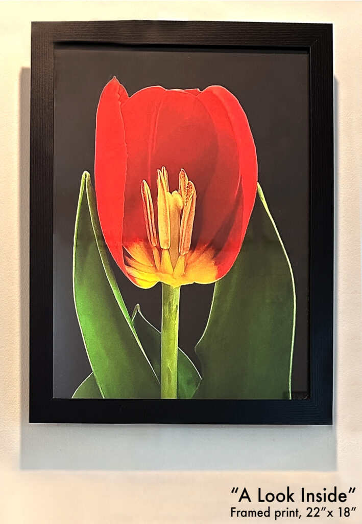 Black framed, red tulip with missing petals allowing you to see inside