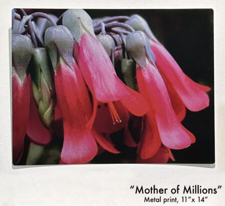 "Mother of Millions"