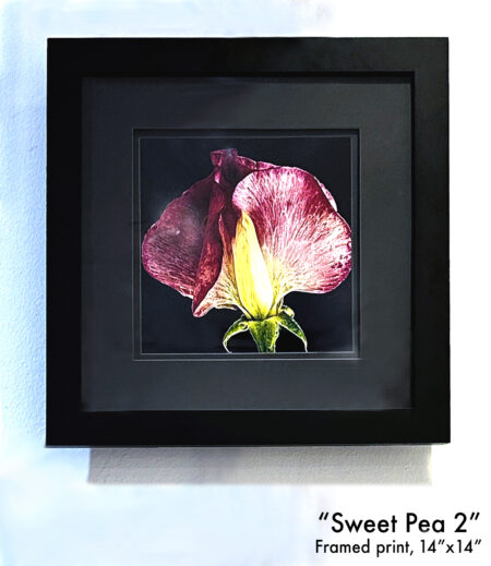 Sweet Pea 2
