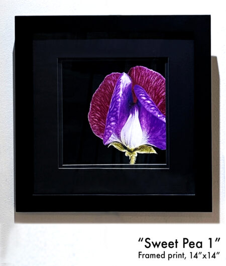 Sweet Pea 1